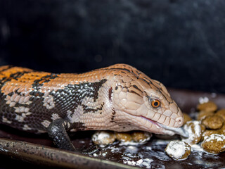 エサを食べるアオジタトカゲ