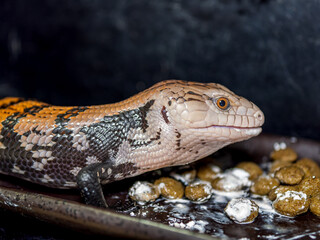 エサを食べるアオジタトカゲ
