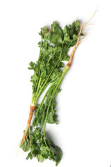 Fresh organic coriander coriander roots. Vegetables and herbs