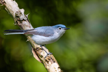 Blue-gray Gnatcatcher