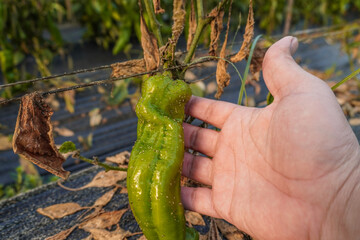 Problem of whitefly effect on leaves and branches of vegetables plants in field inside greenhouses,...