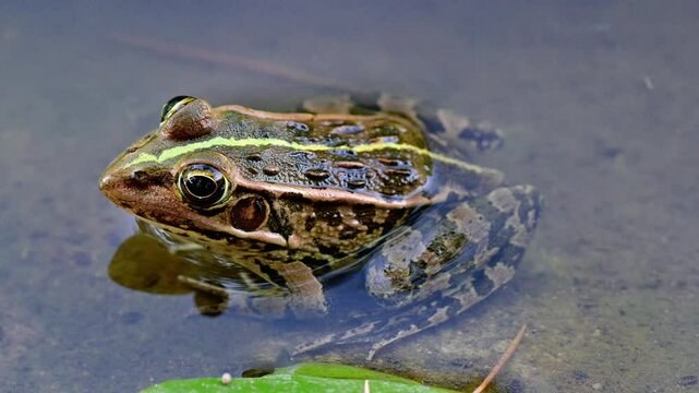 ウシガエル」の写真素材 | 17,816件の無料イラスト画像 | Adobe Stock