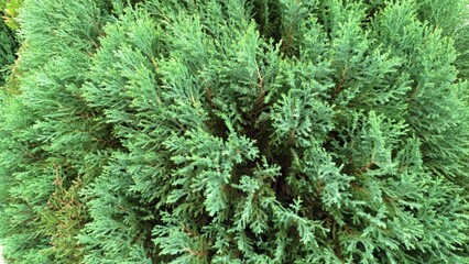 Pine Tree Leaf Closeup Background Texture with Green Cedar Needles Perfect for Wallpaper Nature Backdrop or Botanical Concept Stock Photo
