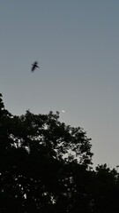 Night sky and bird and crescent moon