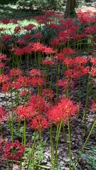 Red Spider Lily Habitat (꽃무릇)