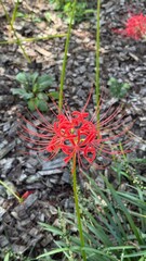 Red Spider Lily (꽃무릇)