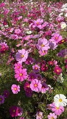 Cosmos, Mexican Aster (코스모스)