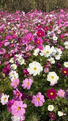 Cosmos, Mexican Aster (코스모스)