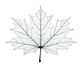 Delicate leaf structure nature botanical view organic design