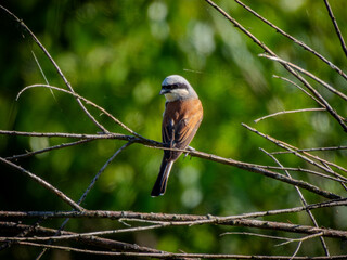 red backed shrike