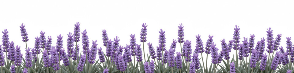 Lavender flowers in full bloom create serene and calming atmosphere, showcasing vibrant purple hues...
