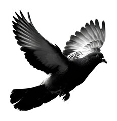 Obraz premium Bird in flight urban black and white dynamic perspective nature