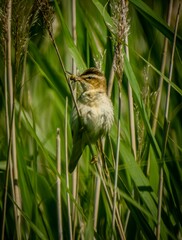 Sedge warbler 
