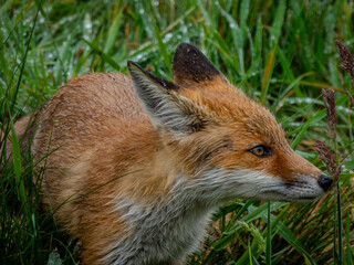 red fox vulpes