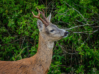 Roe-deer © Marcin