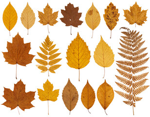 Vintage Botanical Dried Leaf Cluster with Pressed Texture, Transparent Background