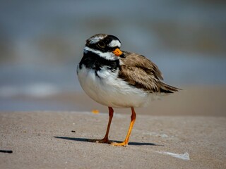 Ringed plover on the beach