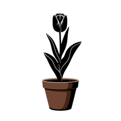 A black tulip grows in a brown pot isolated on white background