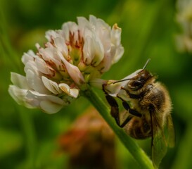 bee on a flower