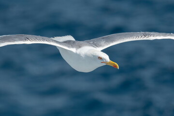 A beautiful seagull in flight over the sea