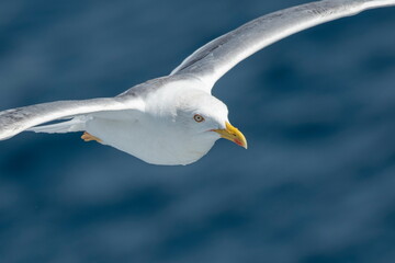 A beautiful seagull in flight over the sea