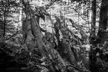 Wurzeln im Wald