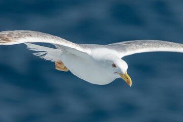 A beautiful seagull in flight over the sea
