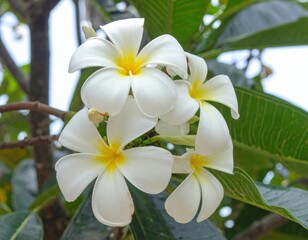 Obraz premium Close-up of creamy white flowers with yellow centers and foliage