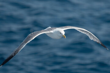 A beautiful seagull in flight over the sea
