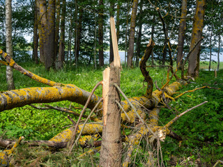 Trees broken by strong wind or storm. Consequences of a summer thunderstorm. Broken tree trunk