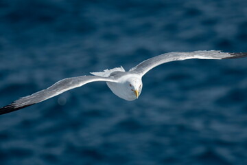 A beautiful seagull in flight over the sea