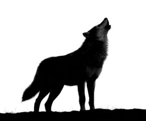 Wolf howling silhouette at dusk wildlife natural environment dramatic view