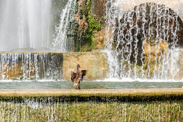 Villa d'Este, Tivoli. Scorching heat, animals suffer from the heat. Papaera cools off in a fountain...