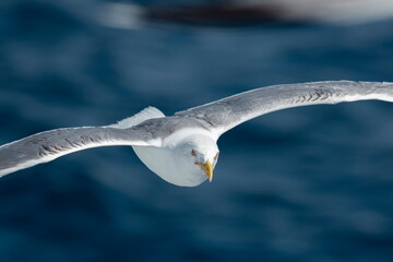 A beautiful seagull in flight over the sea