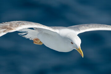 A beautiful seagull in flight over the sea
