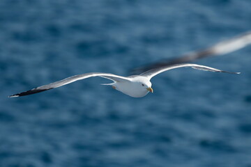 A beautiful seagull in flight over the sea