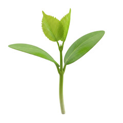 Obraz premium New Green Sprout on White Background