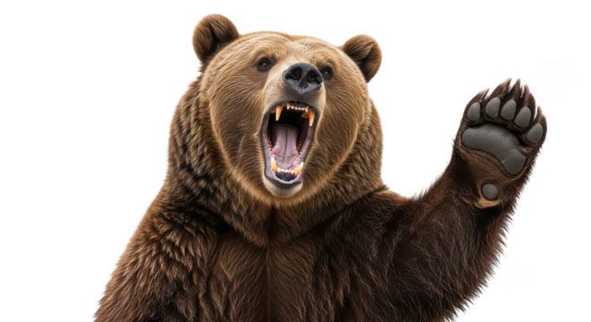 Roaring Brown Bear Raising Paw
