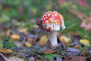 red mushroom in the forest