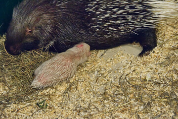Prickly sweetness