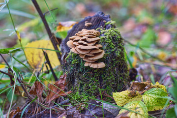 mushrooms in the grass