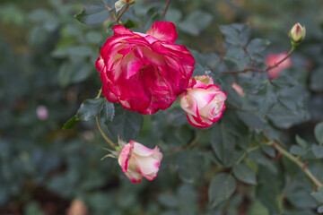 red rose in the garden