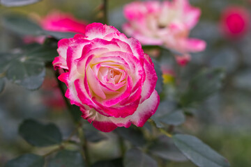 pink rose in garden
