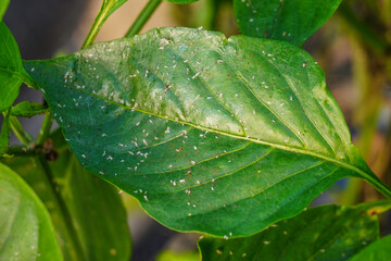 Problem of whitefly effect on leaves and branches of vegetables plants in field inside greenhouses,...
