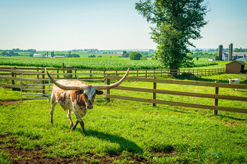 Texas longhorn cow in a field