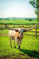 Texas longhorn cow in a field