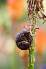 snail on a leaf