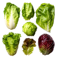 Fresh lettuce varieties present an array of vibrant greens and reds against a stark transparent background highlighting culinary uses.