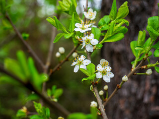 white apple flowers on a tree