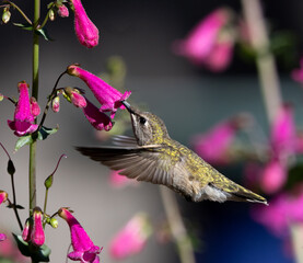 hummingbird 